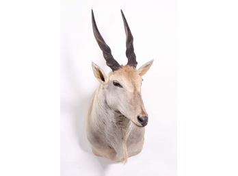 Mounted Eland Antelope Taxidermy Head