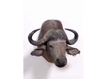 Mounted Water Buffalo's Head Taxidermy