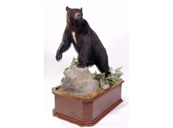 Black Bear Taxidermy