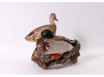 Mallard Couple Taxidermy