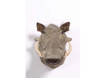 Mounted African Warthog Taxidermy Head