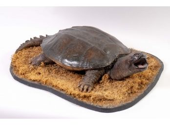 Snapping Turtle Taxidermy