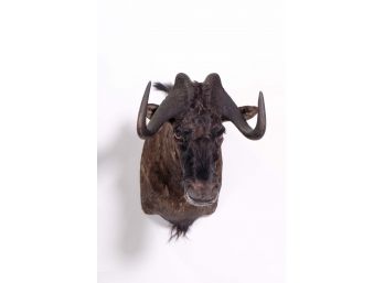 Mounted Black Wildebeest Taxidermy Head