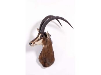 Mounted Taxidermy Sable Antelope Head