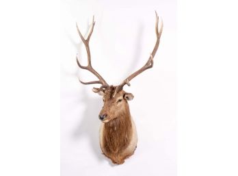 Mounted Stag's Head Taxidermy