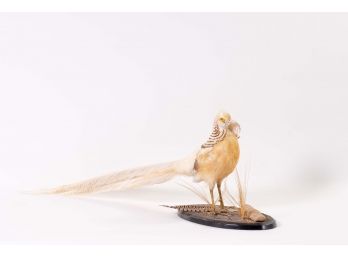 Golden Pheasant Taxidermy