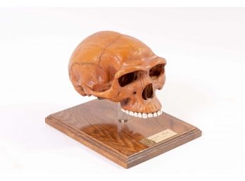 Plaster Skull Replica Of Homo Erectus