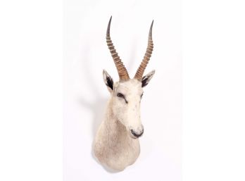 Mounted Thomson's White Blesbok Taxidermy Head