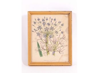 Louden's Wildflowers Print