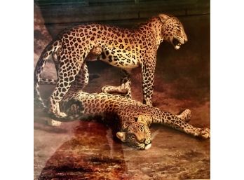 Large Two Leopards Framed Print Impressive