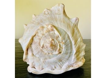 Old Large Conch Shell