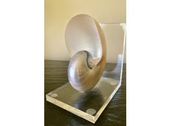 Nautilus Shell On Lucite Stand