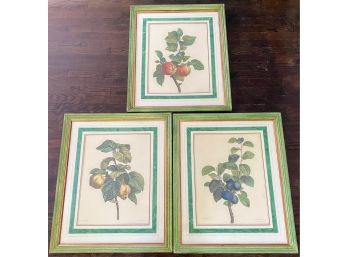 Print Gallery - LARGE Later Edition Bessa Fruits Plates (2 Of 2)