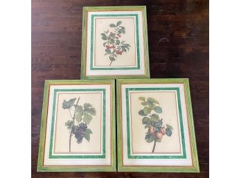 Print Gallery - LARGE  Later Edition Bessa Fruits Plates (1 Of 2)