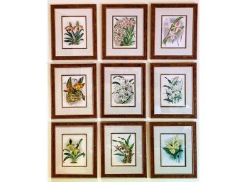 9 Vintage Flower Botanical Book Plates - Includes Species Description For Each One