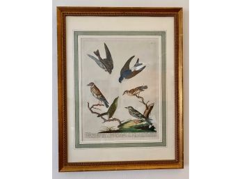 Vintage Bird Illustration In Gold Frame