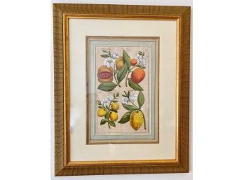 Vintage Citrus Fruit Illustration In Gold Frame