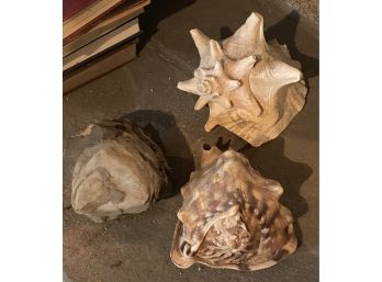 Two Conch Shells And Nautical Stone