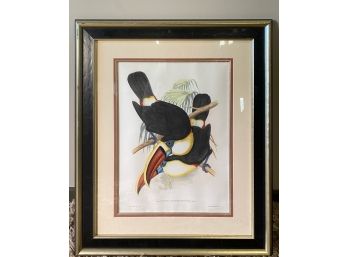 Framed Toucan Print