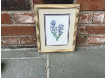 Framed Hyacinth Picture