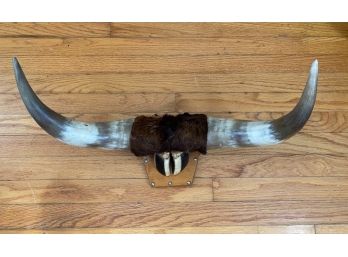 Bull Horns & Hoof Mounted On Wood