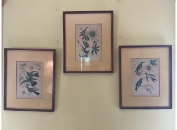 Trio Of Professionally Matted And Framed Humming Birds And Floral Prints