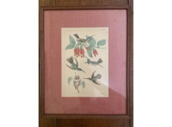 Framed And Matted Latin Appeal To Nature Humming Bird Print