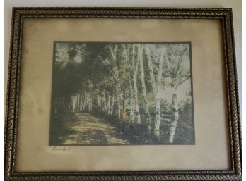 Framed Antique Hand-colored Photograph Titled 'Birch Bend'