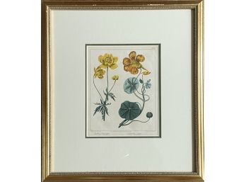 Vintage Botanical Print- American Globe Flower, Greater Nasturtium