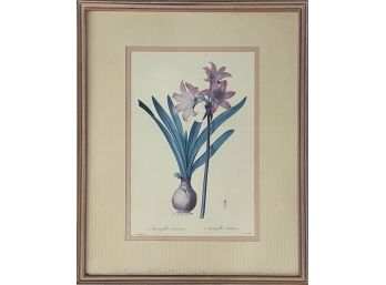 Pierre-Joseph Redoute Vintage Botanical Print- Amaryllis Belladonna