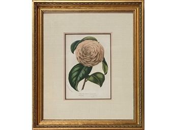 Antique Lithograph Print- Camellia Japonica - Verschaffelt