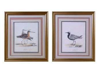 H. L. Meyer Illustrations Of British Birds Prints: Brown Snipe, Gray Plover