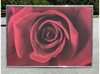 A Large Photogtaph Of A Rose - In Brushed Steel Frame