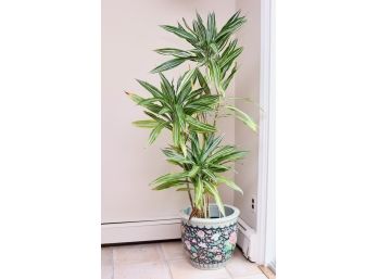 Asian Enameled Porcelain Jardiniere With Stand And Dracaena Warneckii Plant