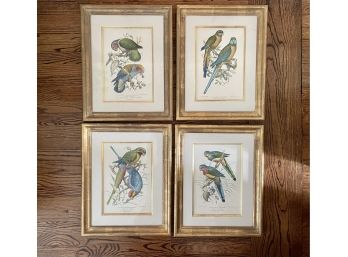 Four Beautifully Framed Trowbridge Hand Colored Tropical Bird Prints