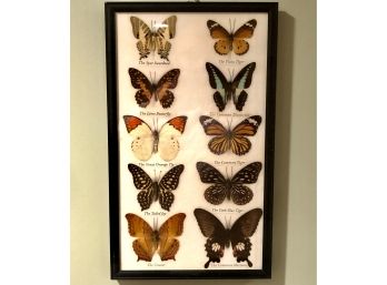 Preserved Butterfly Wall Art