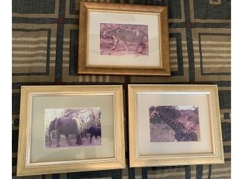 Three Framed Safari Photos