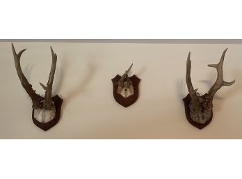 Three Antler Mounts