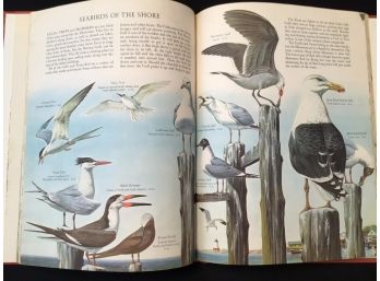 1962 Giant Golden Book Of Birds Robert Porter Allen