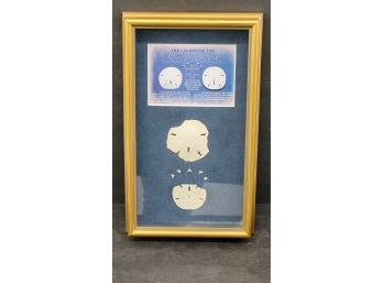 The Legend Of The Sand Dollar Shadow Box Frame