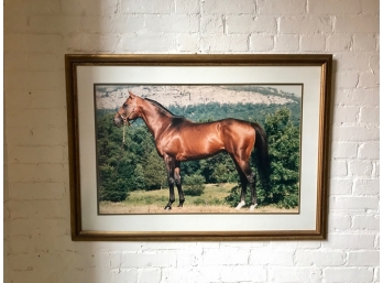 Vintage Equestrian Photo