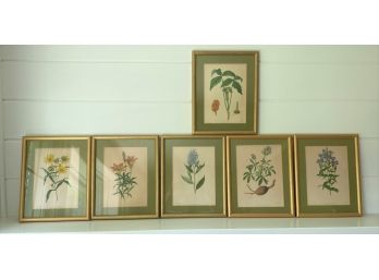 Vintage Framed Botanical Print Set Of Six
