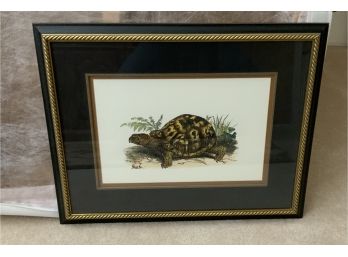 Beautifully Framed Tortoise