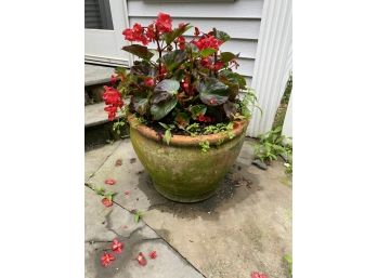 Terracotta Planter With Begonias