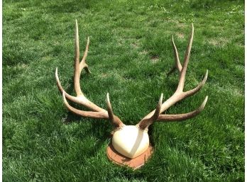 Large Mounted Elk Antlers From Montana