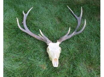 Amazing Set Red Deer Stag Antlers