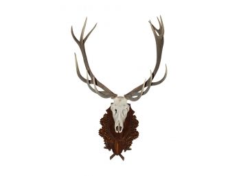 Award Winning From Hungary Incredible Red Deer Stag Head And Antlers On Carved Wood Plaque