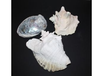 Amazing Sea Shells