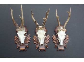 Trio Of Beautiful Rhebok Skull And Antlers On Ornate Wooden Plauques #1