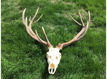 Award Winning From Hungary Massive Red Deer Stag Skull And Antlers